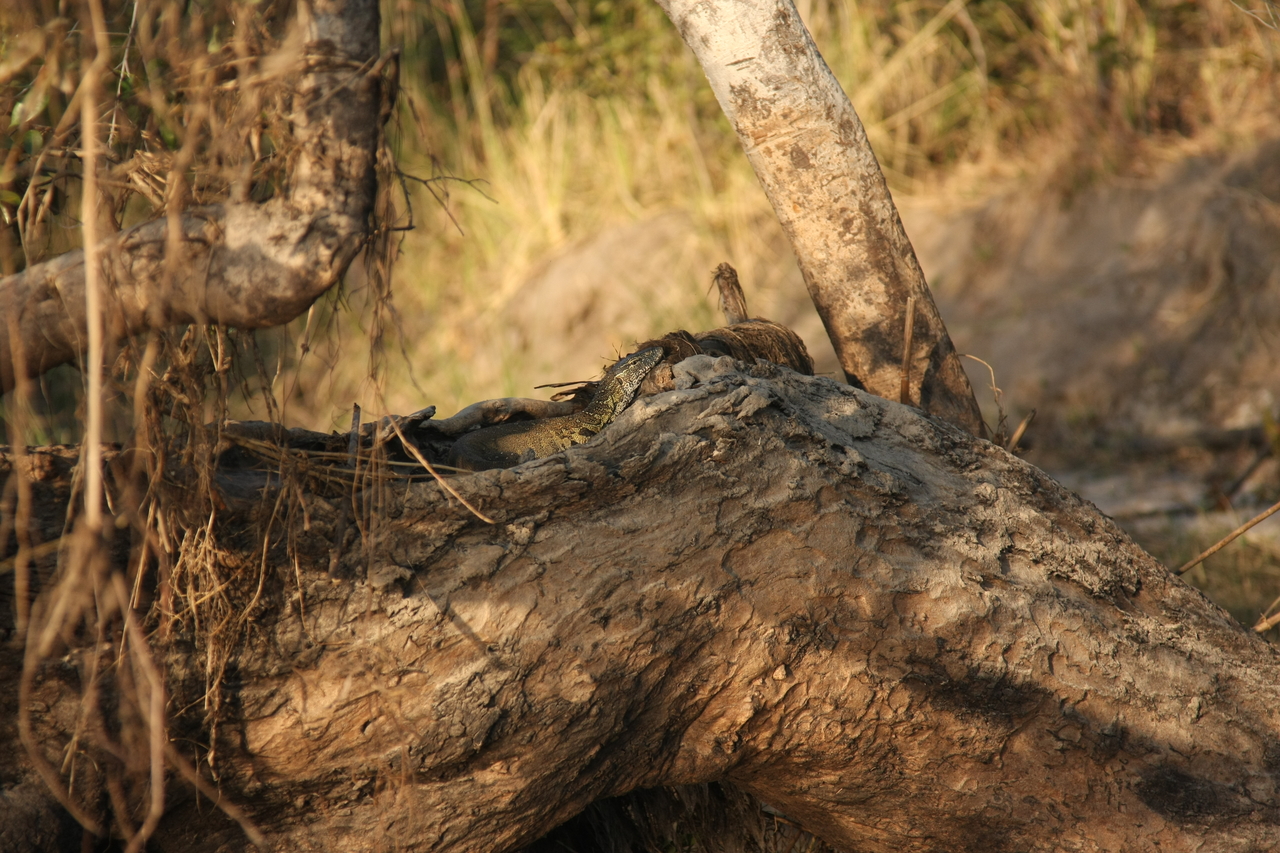[28445] 2016_07_02_11_00_57_Africa_Canon_EOS_40D_IMG__12121.jpg