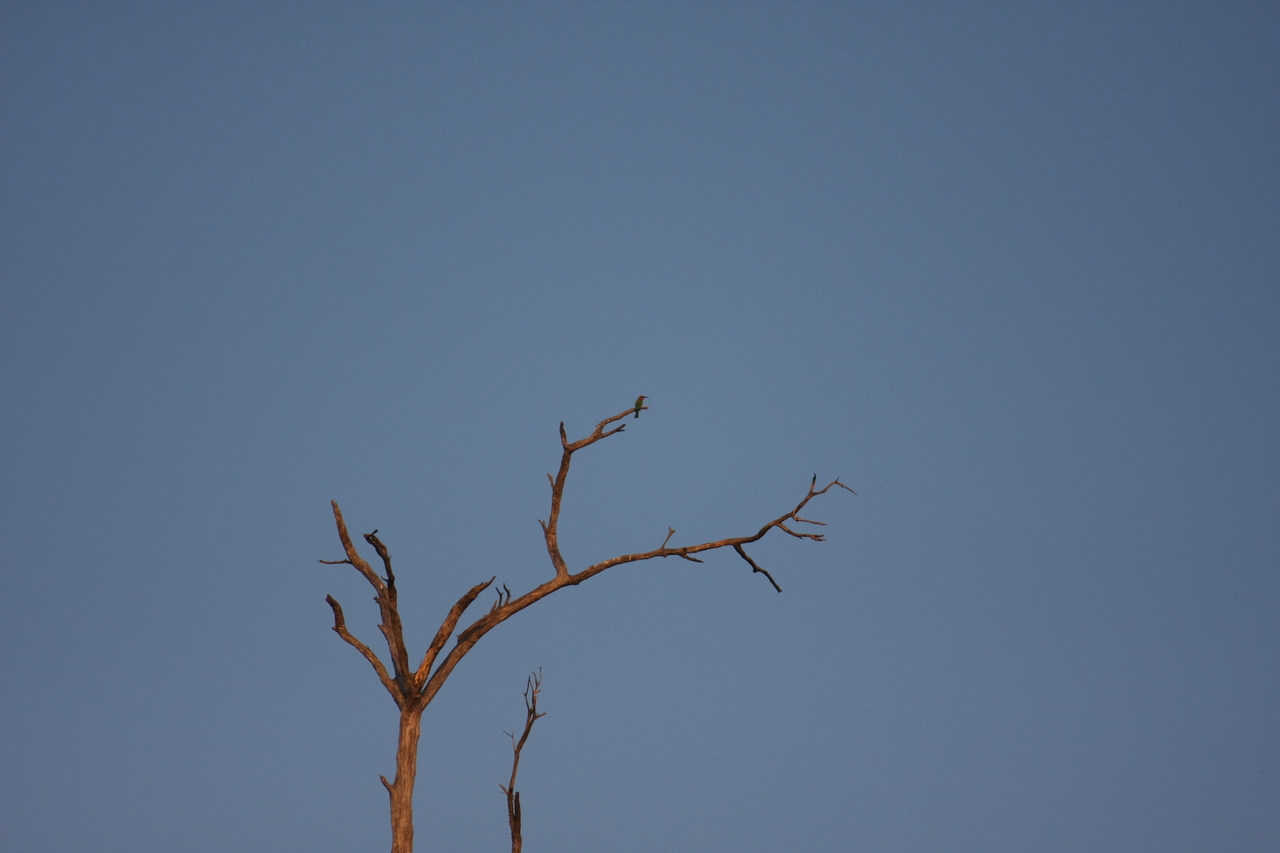 [28511] 2016_07_02_11_24_07_Africa_Canon_EOS_40D_IMG__12143.jpg