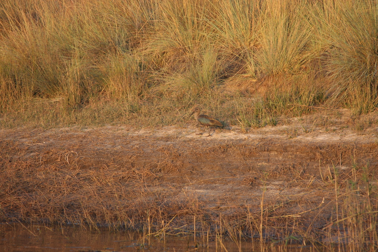[28534] 2016_07_02_11_28_52_Africa_Canon_EOS_40D_IMG__04705.jpg