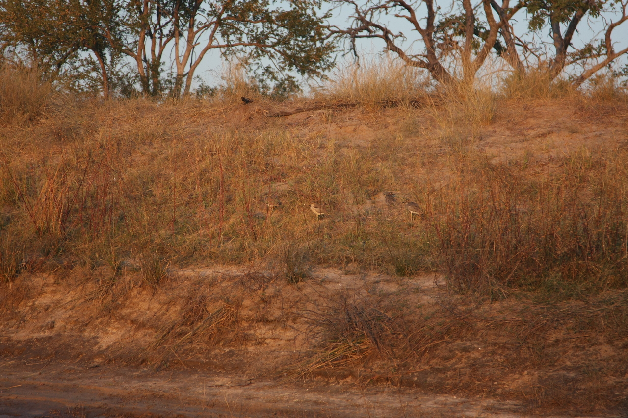 [28568] 2016_07_02_11_32_33_Africa_Canon_EOS_40D_IMG__12163.jpg