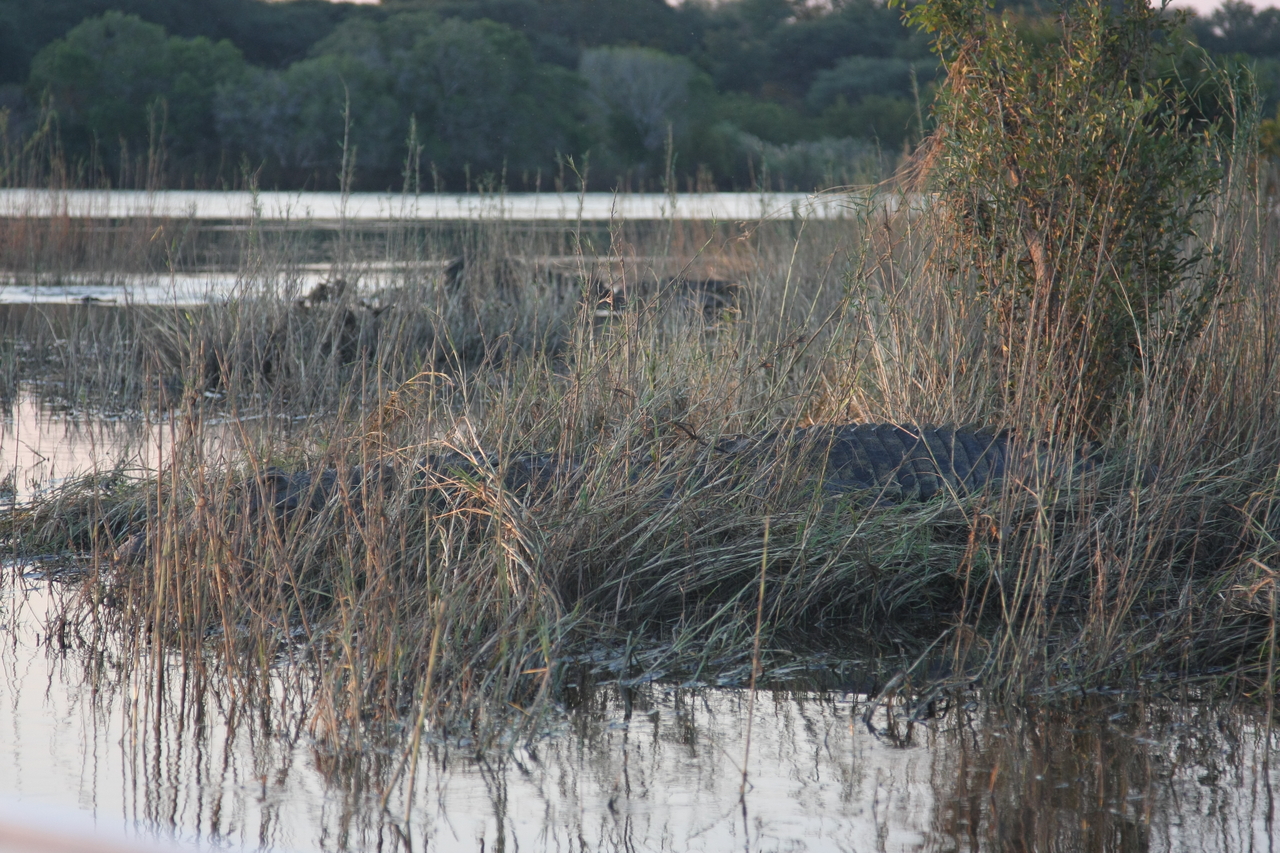 [28593] 2016_07_02_11_34_48_Africa_Canon_EOS_40D_IMG__00183.jpg