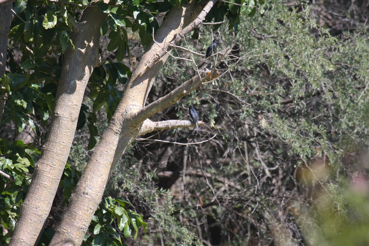 [32870] 2016_07_04_06_00_57_Africa_Canon_EOS_40D_IMG__13140.jpg