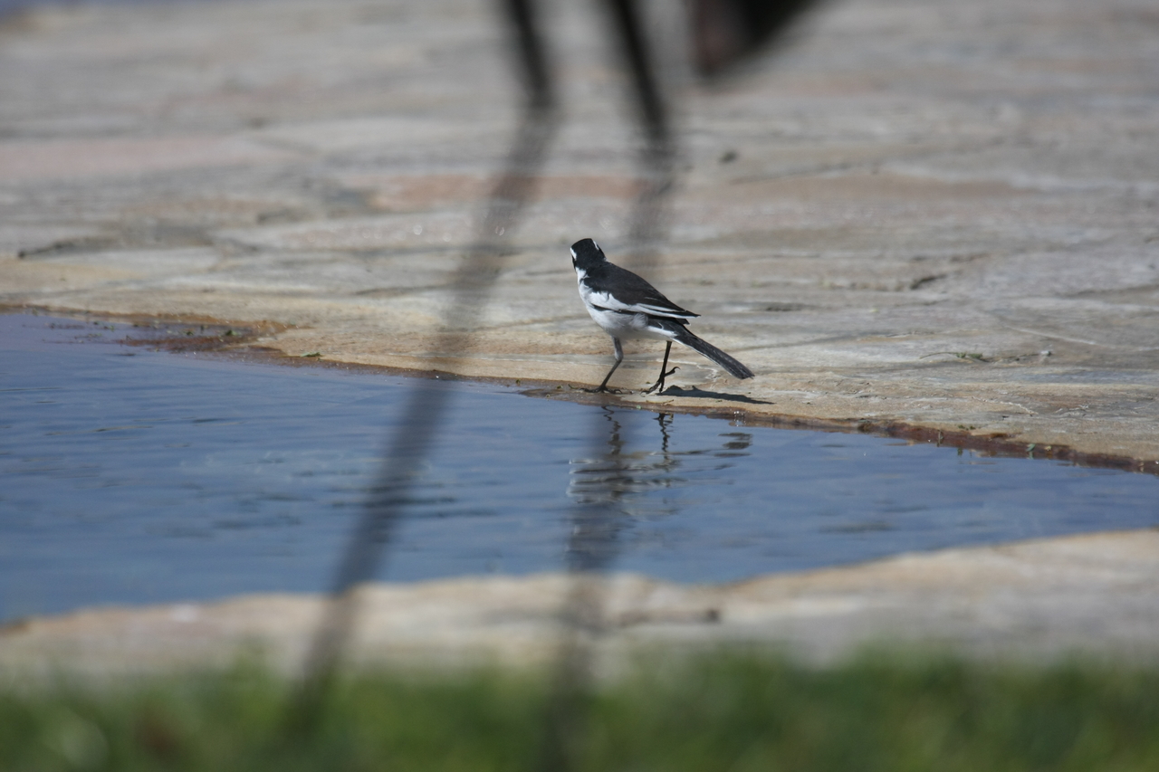 [32879] 2016_07_04_06_05_56_Africa_Canon_EOS_40D_IMG__05737.jpg