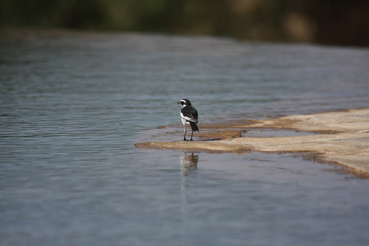 [32884] 2016_07_04_06_06_05_Africa_Canon_EOS_40D_IMG__00125.jpg