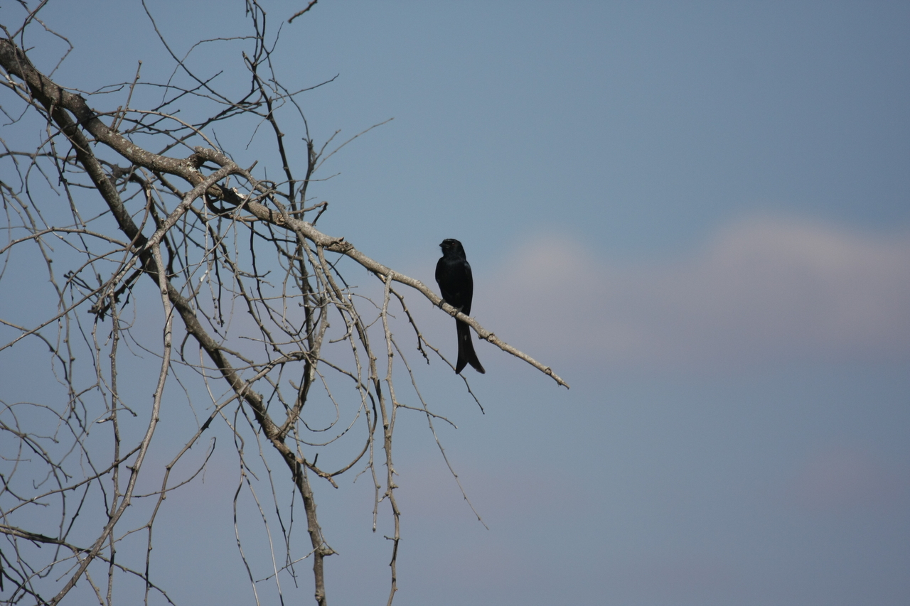 [33090] 2016_07_04_07_53_12_Africa_Canon_EOS_40D_IMG__06034.jpg