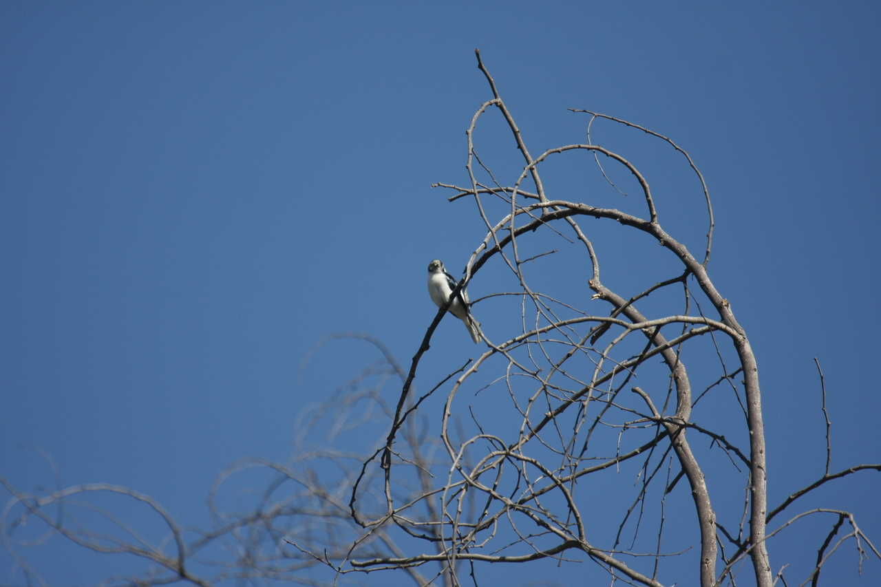 [33097] 2016_07_04_07_53_29_Africa_Canon_EOS_40D_IMG__06036.jpg