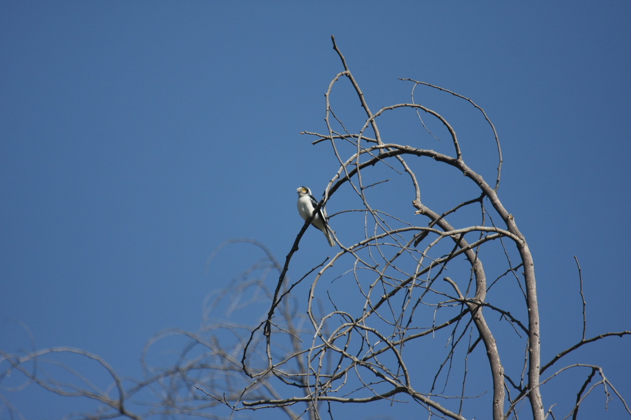 [33098] 2016_07_04_07_53_29_Africa_Canon_EOS_40D_IMG__06037.jpg