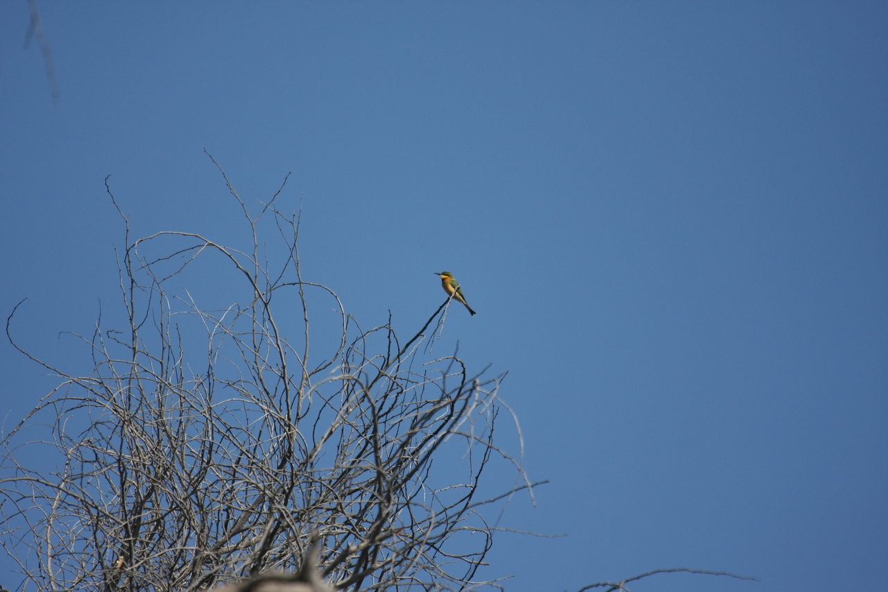 [33102] 2016_07_04_07_55_24_Africa_Canon_EOS_40D_IMG__00404.jpg