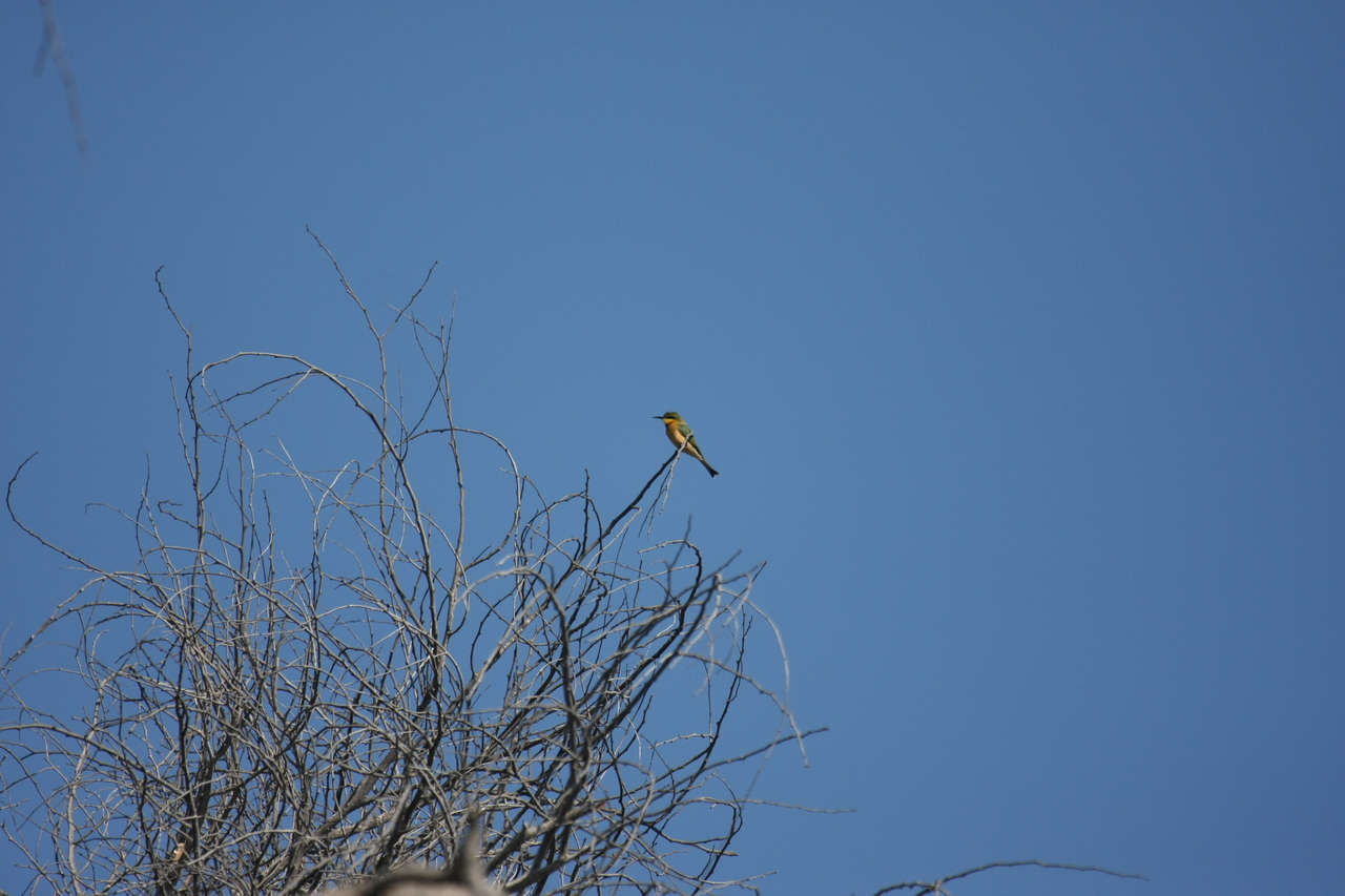 [33104] 2016_07_04_07_55_24_Africa_Canon_EOS_40D_IMG__06038.jpg