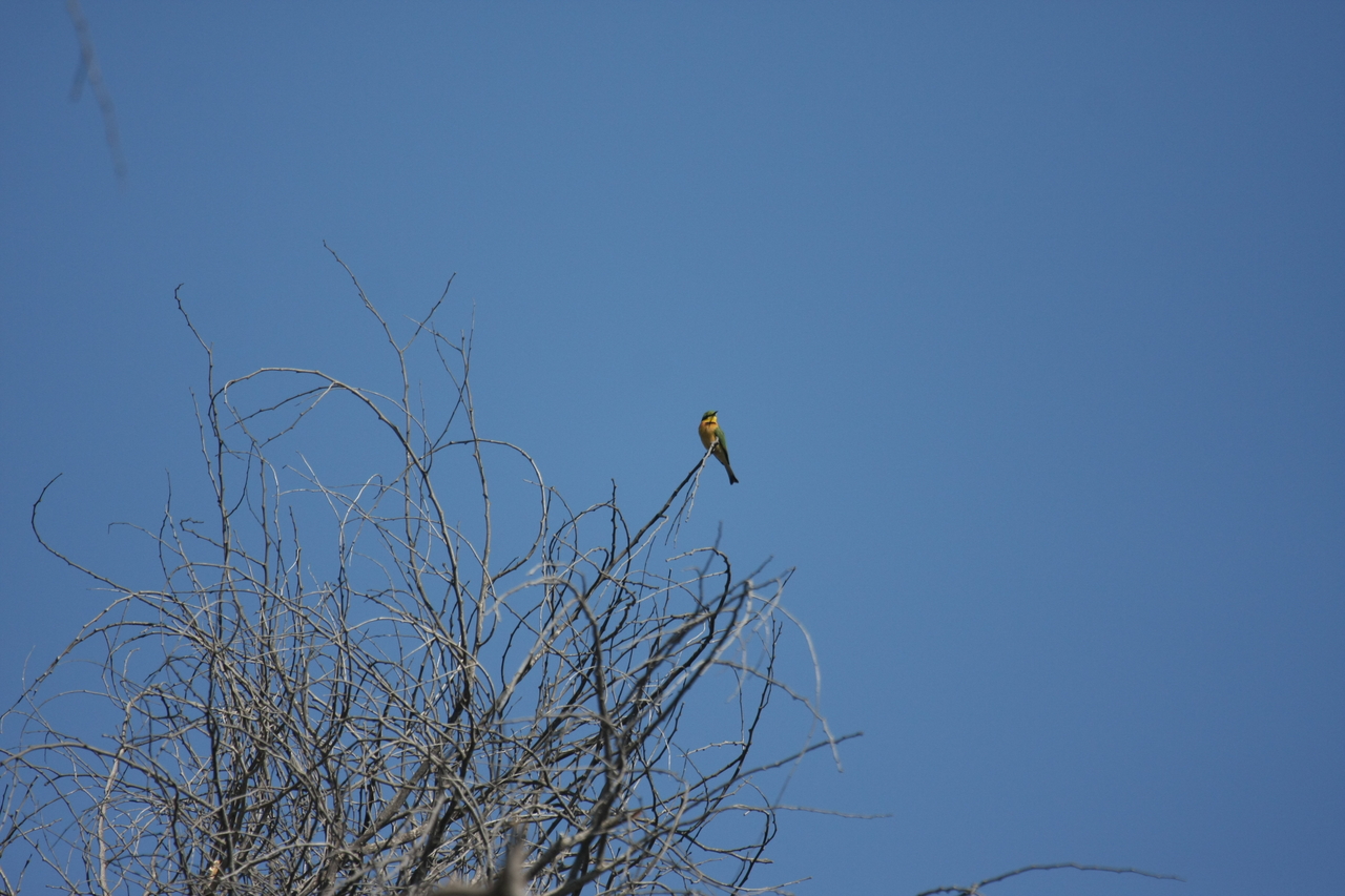 [33113] 2016_07_04_07_55_50_Africa_Canon_EOS_40D_IMG__06042.jpg