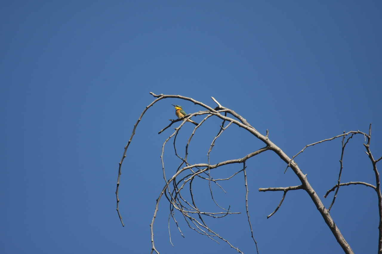 [33143] 2016_07_04_08_34_32_Africa_Canon_EOS_40D_IMG__06053.jpg