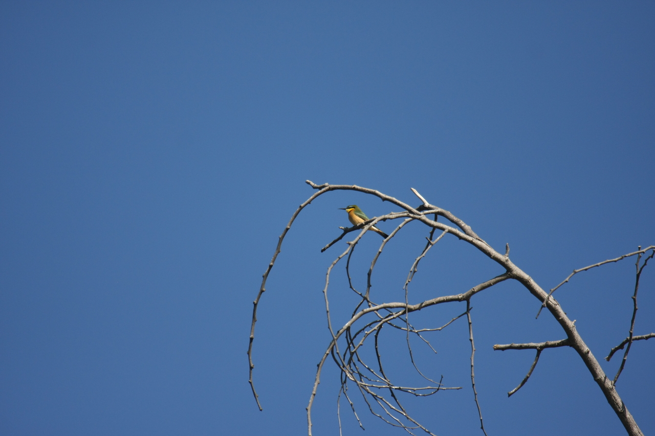 [33148] 2016_07_04_08_34_40_Africa_Canon_EOS_40D_IMG__00420.jpg