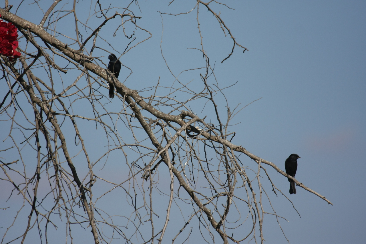 [33154] 2016_07_04_08_35_11_Africa_Canon_EOS_40D_IMG__06056.jpg