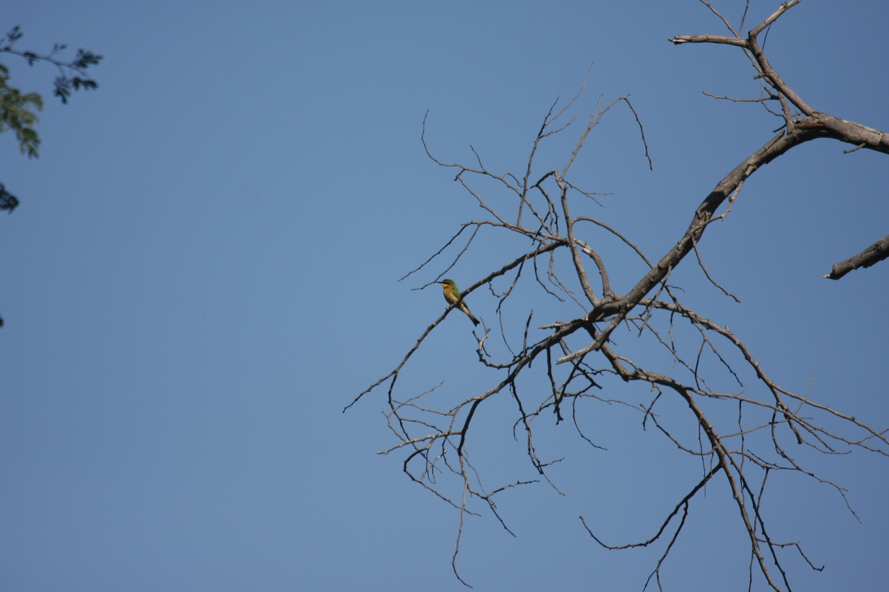 [33157] 2016_07_04_08_35_56_Africa_Canon_EOS_40D_IMG__00423.jpg