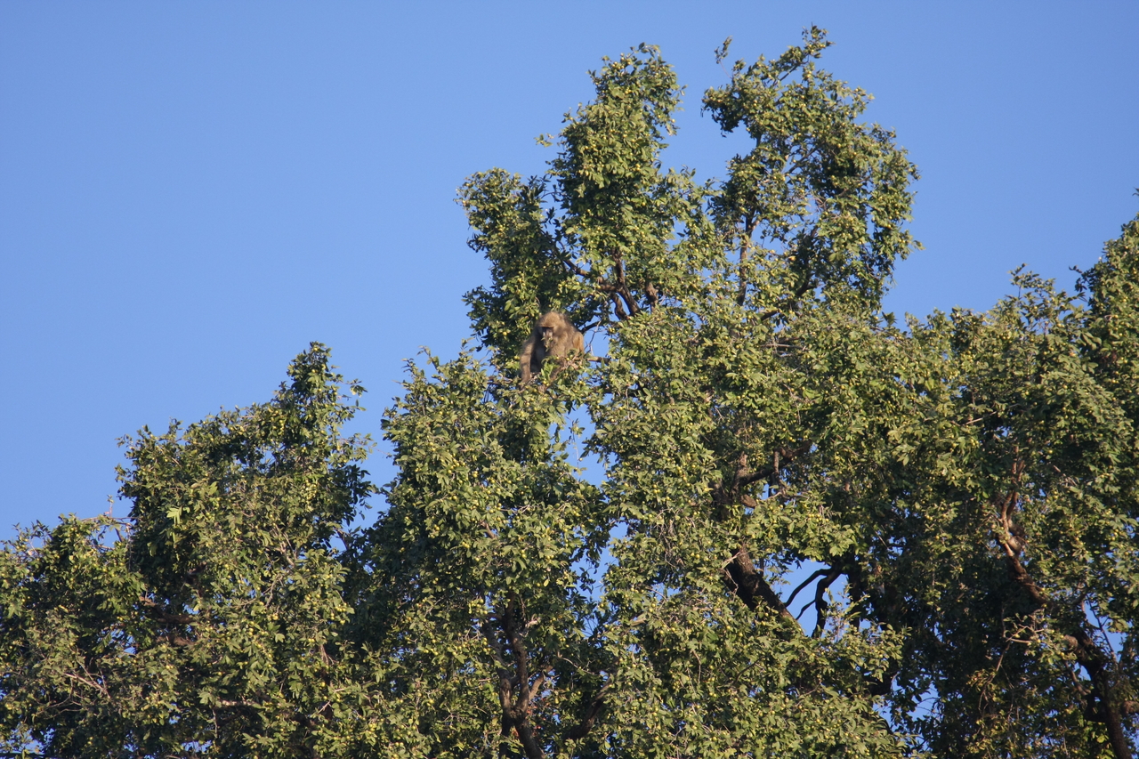 [33390] 2016_07_04_11_14_16_Africa_Canon_EOS_40D_IMG__00065.jpg