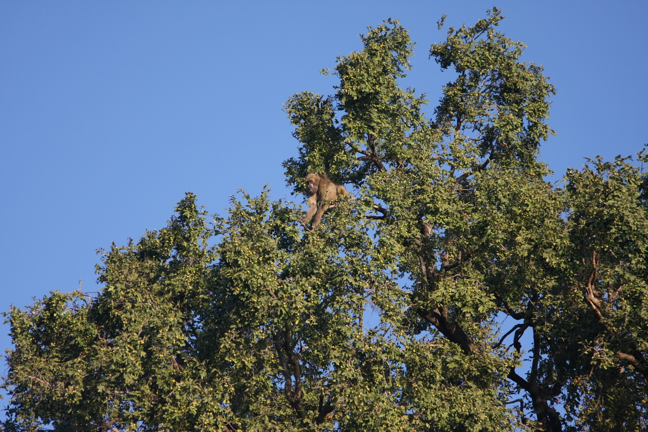 [33410] 2016_07_04_11_14_22_Africa_Canon_EOS_40D_IMG__05706.jpg