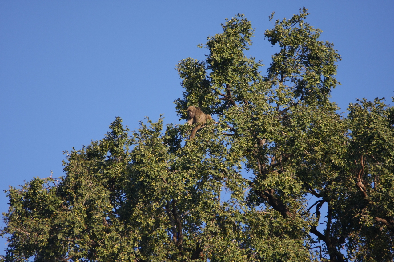 [33412] 2016_07_04_11_14_22_Africa_Canon_EOS_40D_IMG__05708.jpg