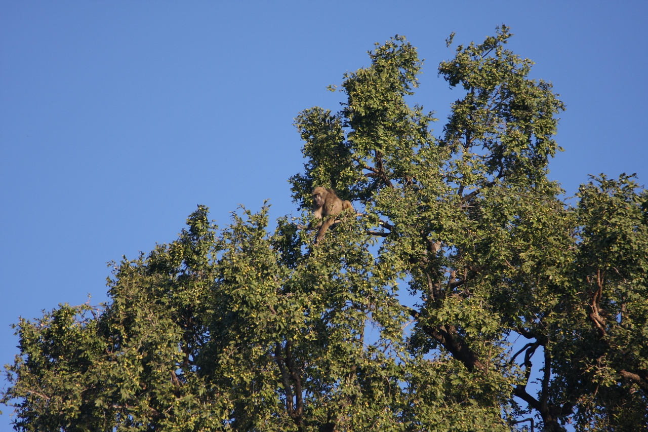 [33417] 2016_07_04_11_14_23_Africa_Canon_EOS_40D_IMG__05709.jpg