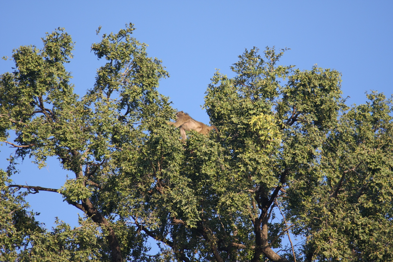 [33446] 2016_07_04_11_14_43_Africa_Canon_EOS_40D_IMG__13165.jpg