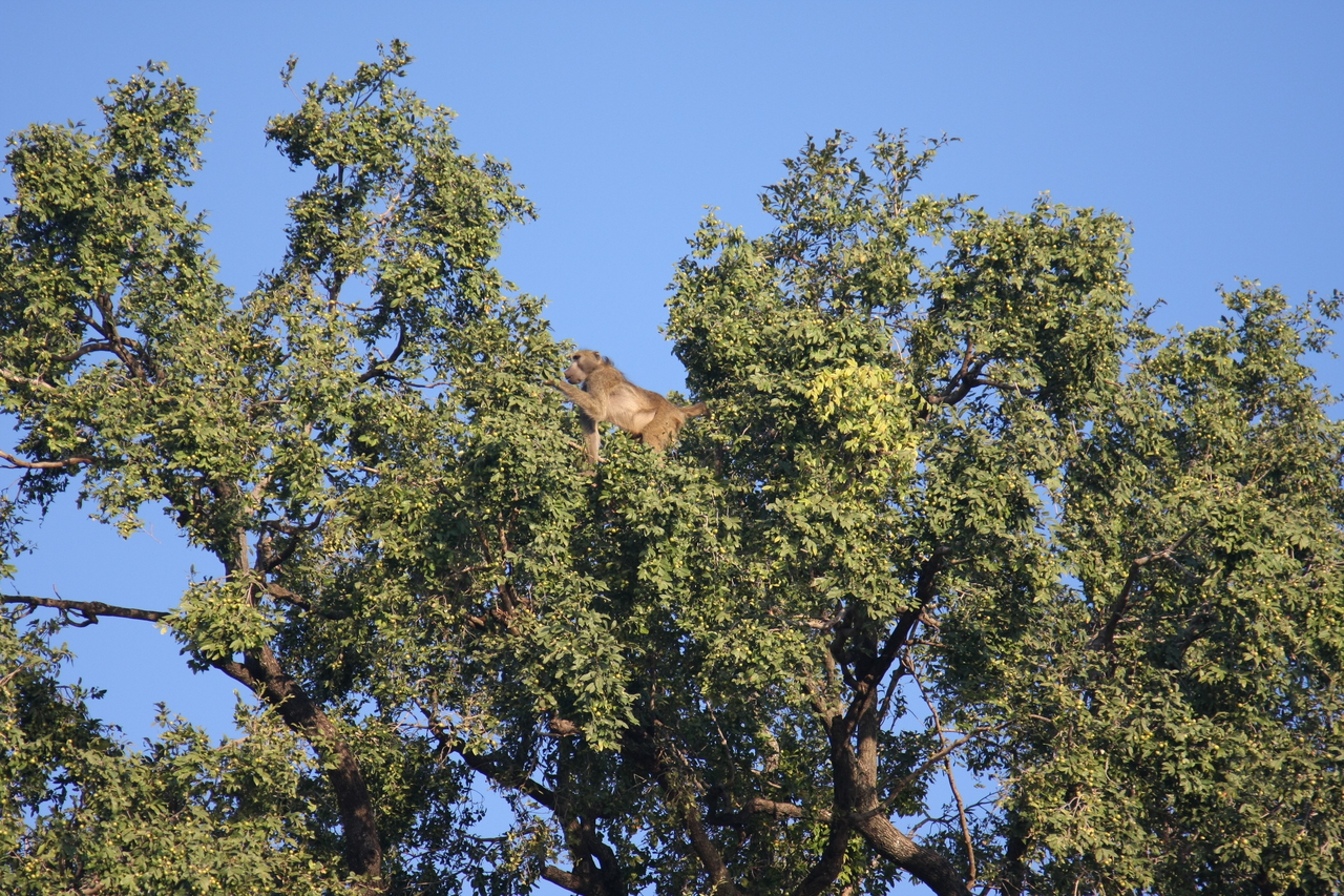 [33454] 2016_07_04_11_14_44_Africa_Canon_EOS_40D_IMG__05723.jpg