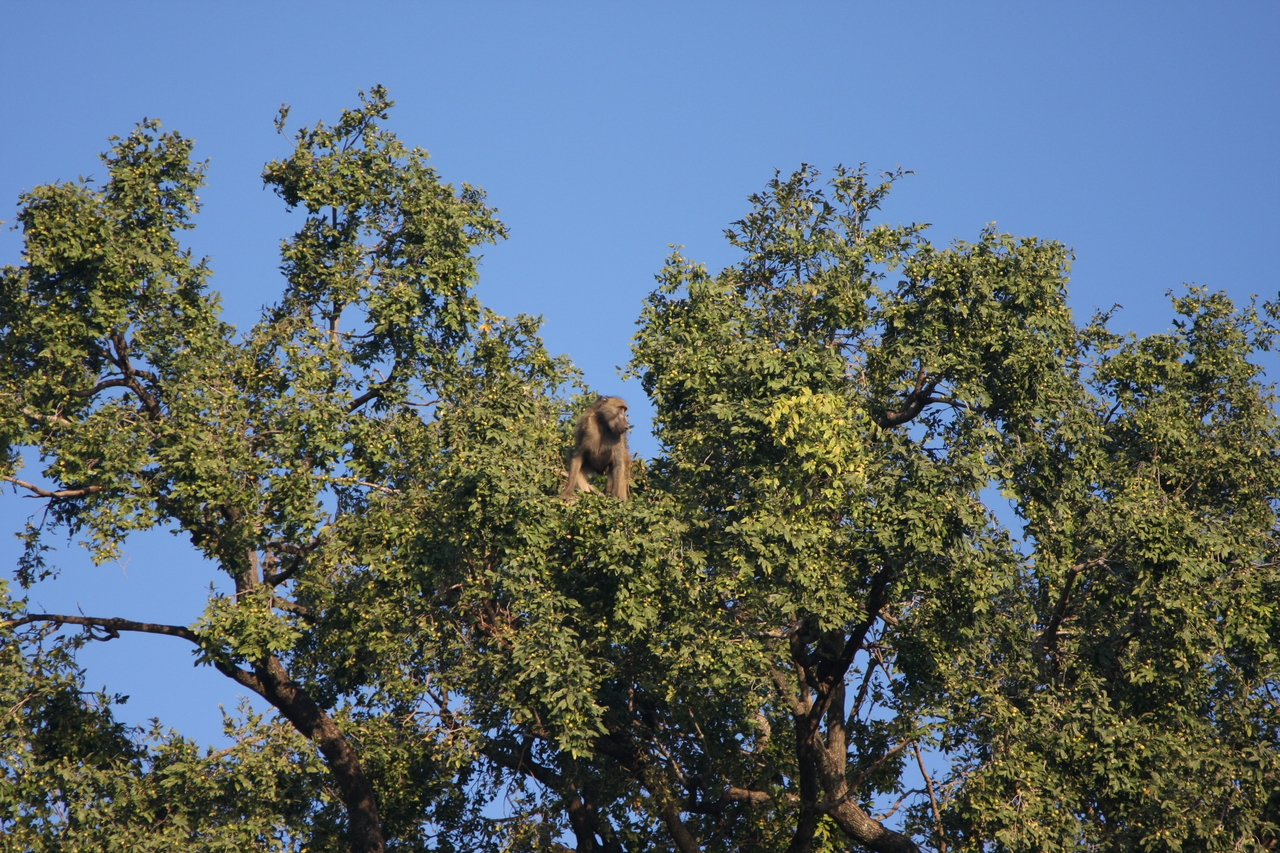 [33459] 2016_07_04_11_14_51_Africa_Canon_EOS_40D_IMG__00090.jpg
