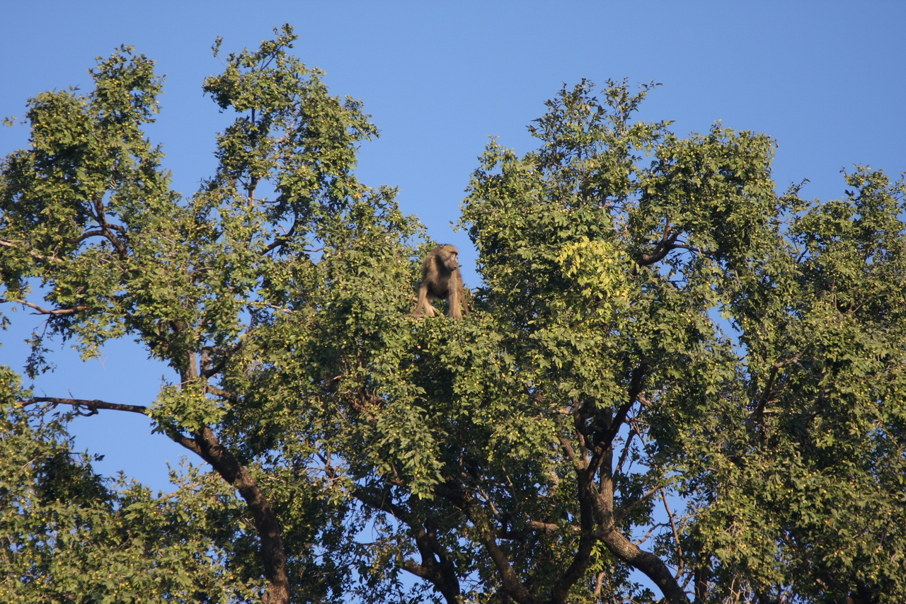[33461] 2016_07_04_11_14_51_Africa_Canon_EOS_40D_IMG__05724.jpg
