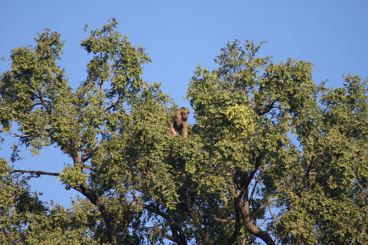 [33471] 2016_07_04_11_14_52_Africa_Canon_EOS_40D_IMG__05729.jpg