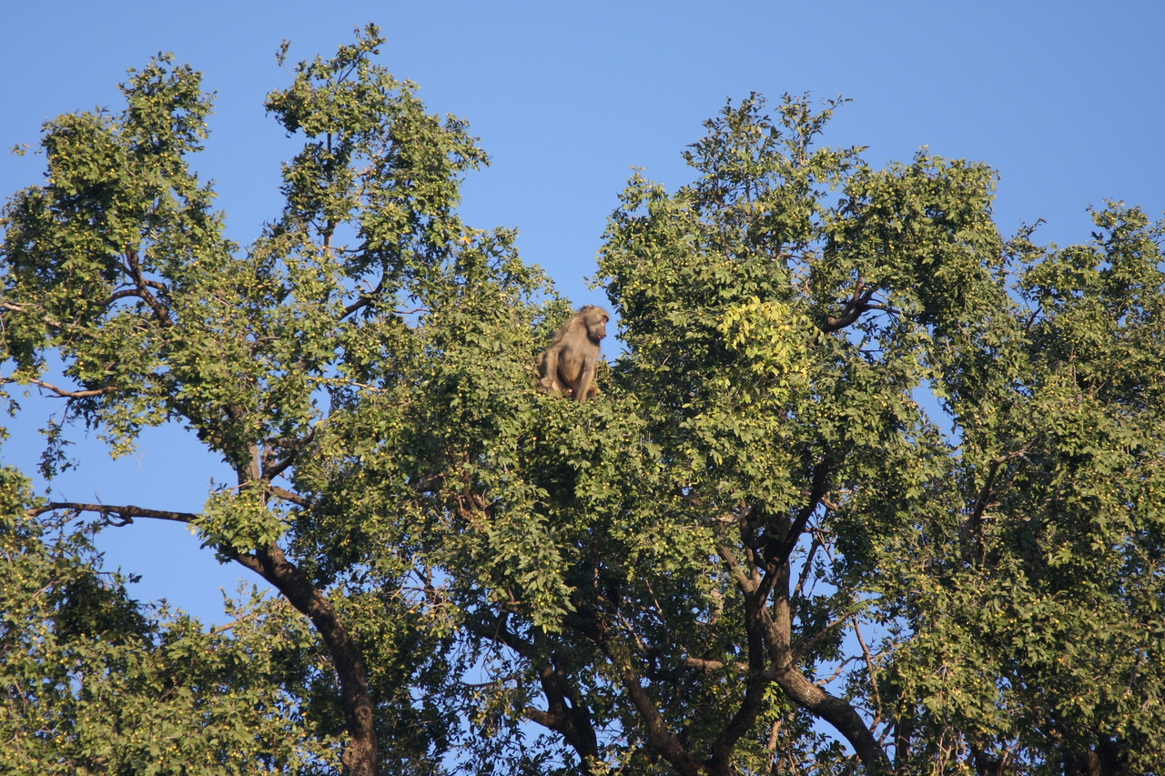 [33472] 2016_07_04_11_14_52_Africa_Canon_EOS_40D_IMG__05730.jpg