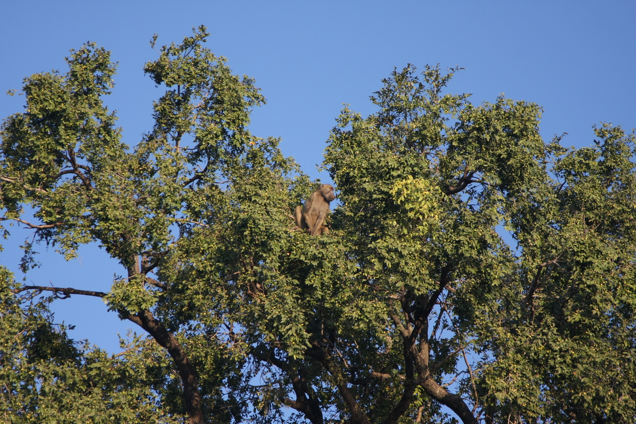 [33479] 2016_07_04_11_14_53_Africa_Canon_EOS_40D_IMG__05731.jpg
