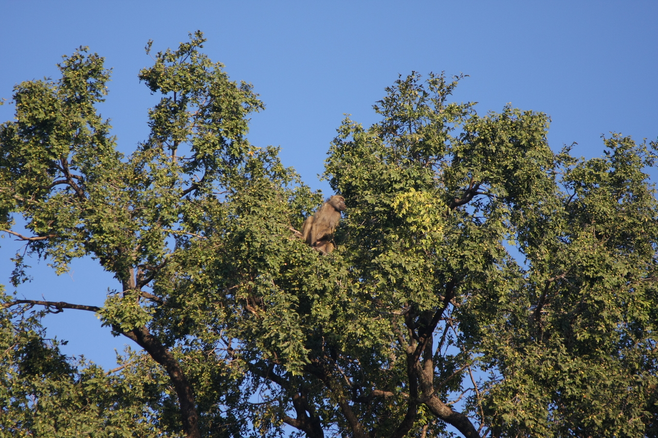 [33480] 2016_07_04_11_14_53_Africa_Canon_EOS_40D_IMG__05732.jpg