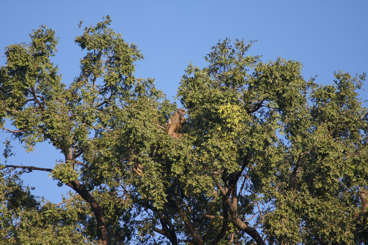 [33486] 2016_07_04_11_14_55_Africa_Canon_EOS_40D_IMG__05734.jpg