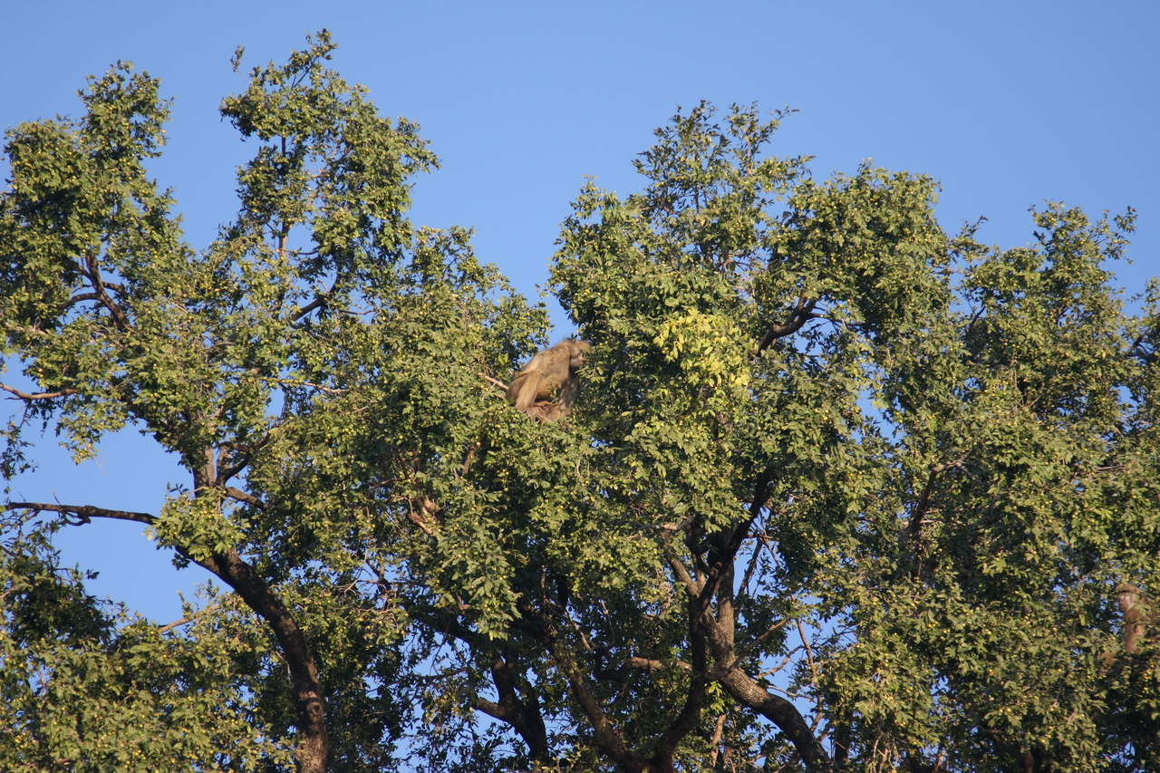 [33489] 2016_07_04_11_14_56_Africa_Canon_EOS_40D_IMG__00101.jpg