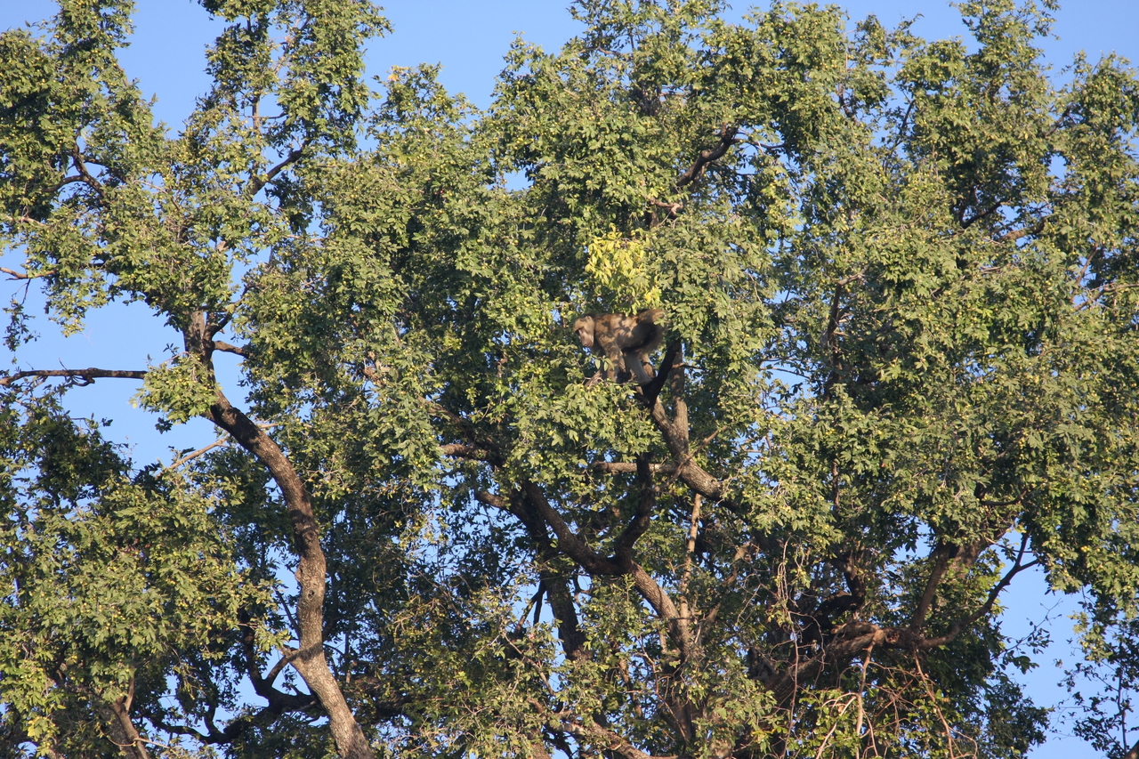 [33499] 2016_07_04_11_15_12_Africa_Canon_EOS_40D_IMG__05740.jpg