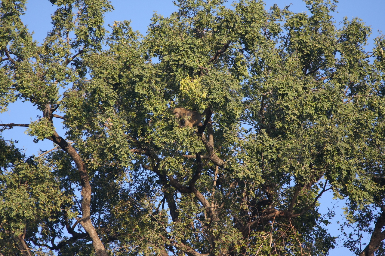 [33504] 2016_07_04_11_15_13_Africa_Canon_EOS_40D_IMG__00107.jpg