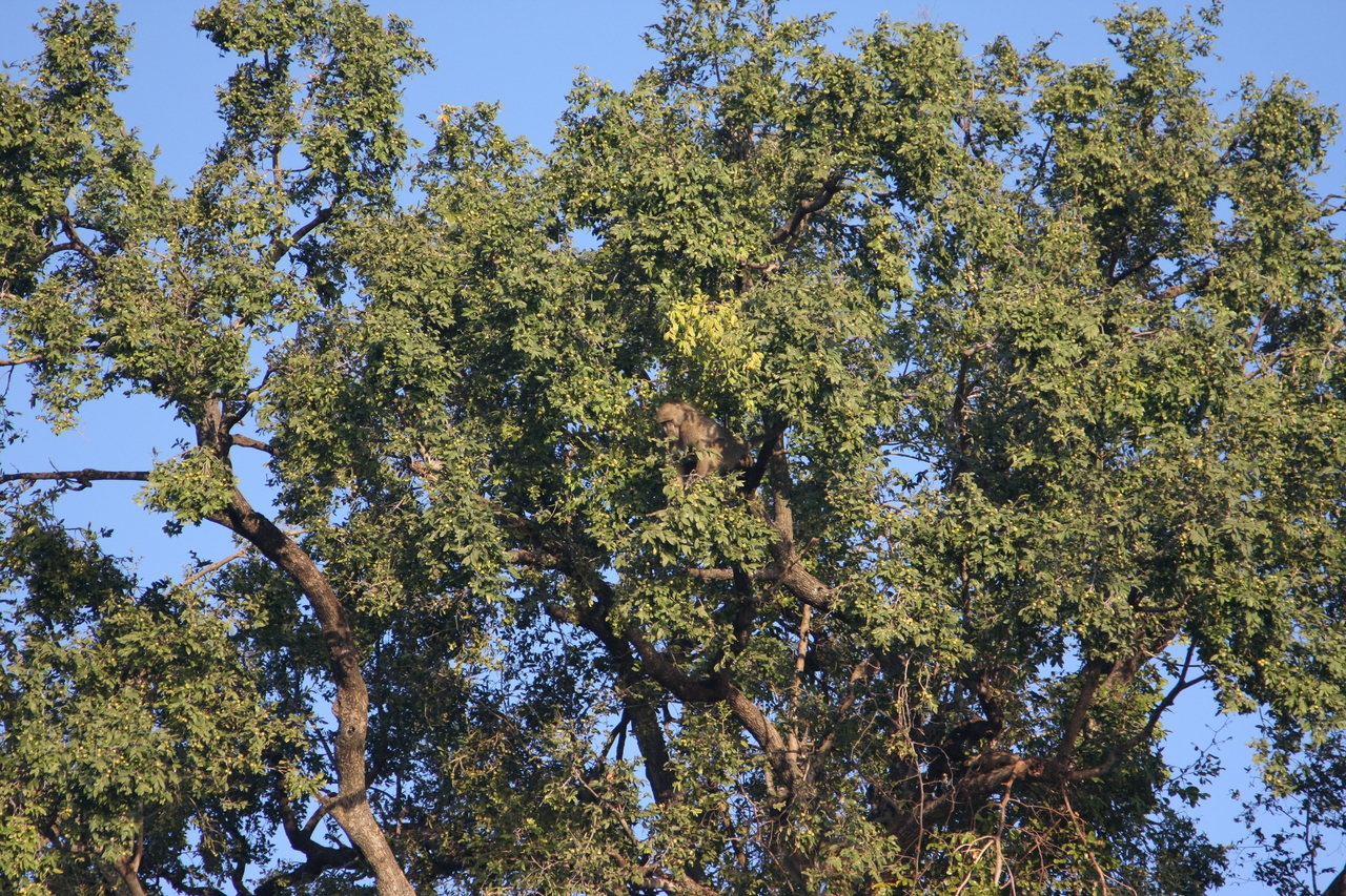 [33511] 2016_07_04_11_15_13_Africa_Canon_EOS_40D_IMG__13190.jpg