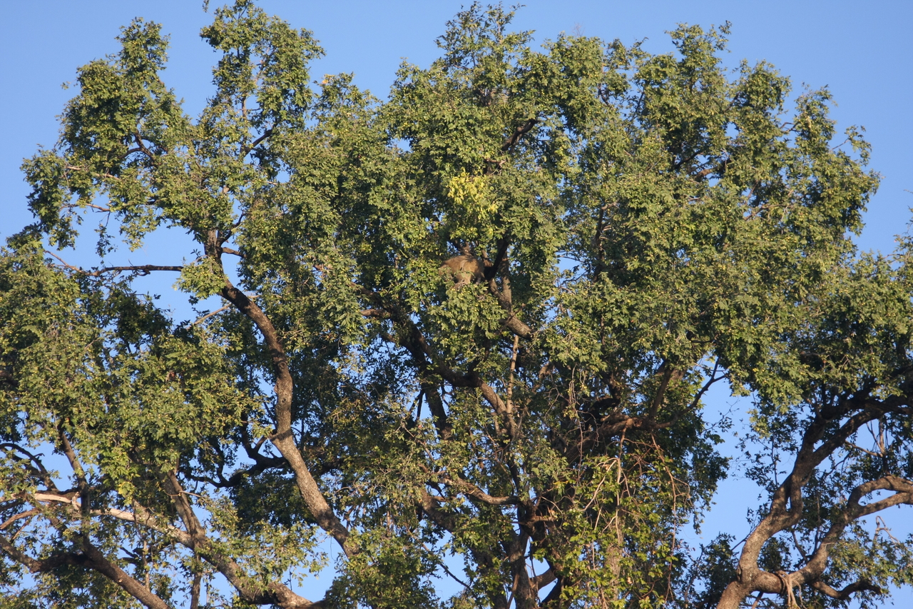 [33515] 2016_07_04_11_15_24_Africa_Canon_EOS_40D_IMG__05745.jpg