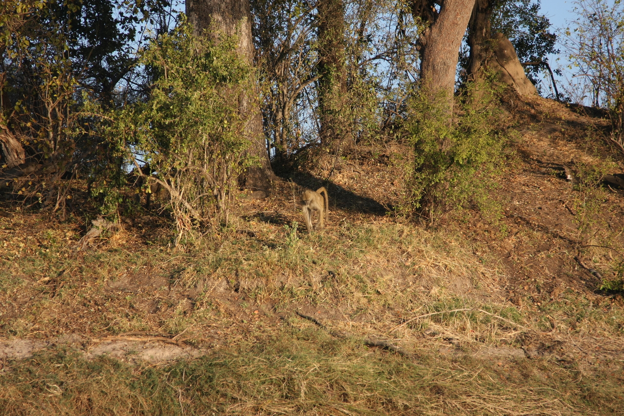 [33528] 2016_07_04_11_15_44_Africa_Canon_EOS_40D_IMG__00117.jpg