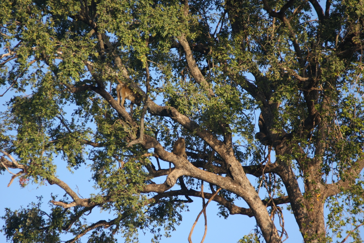 [33538] 2016_07_04_11_15_57_Africa_Canon_EOS_40D_IMG__00121.jpg
