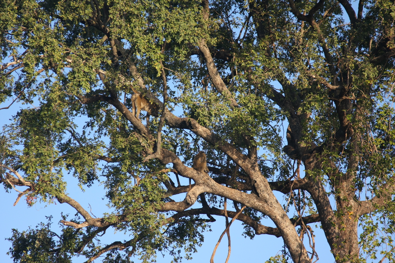 [33542] 2016_07_04_11_15_57_Africa_Canon_EOS_40D_IMG__13201.jpg