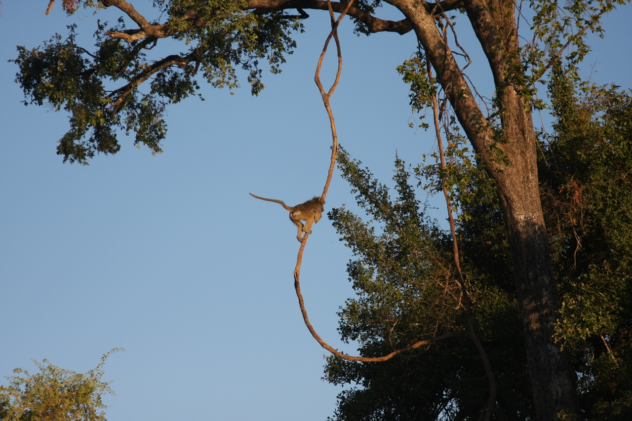[33559] 2016_07_04_11_16_13_Africa_Canon_EOS_40D_IMG__13209.jpg