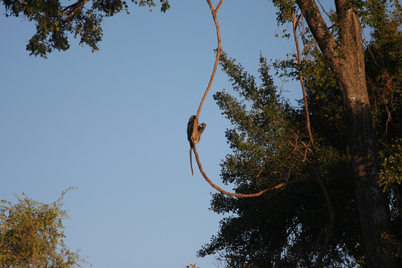 [33564] 2016_07_04_11_16_17_Africa_Canon_EOS_40D_IMG__05764.jpg