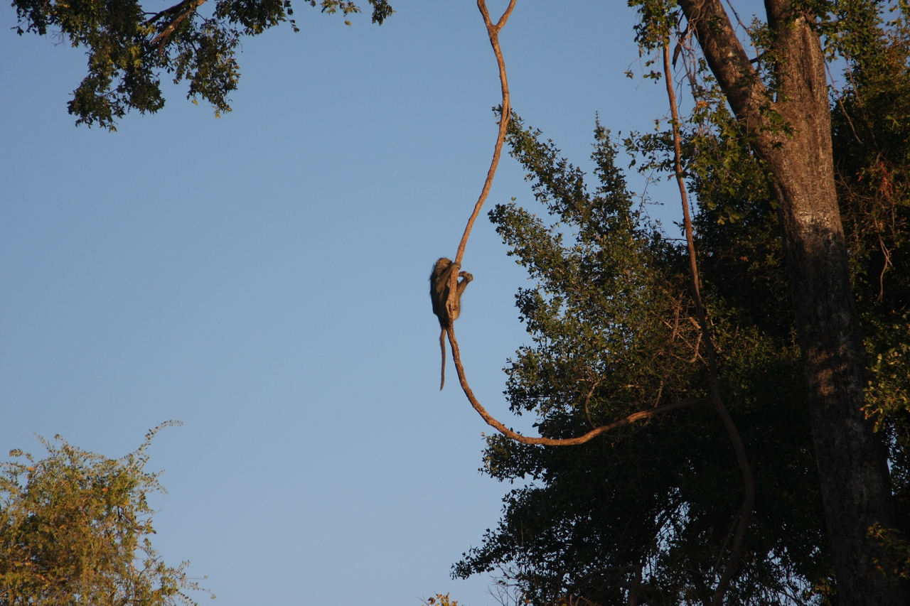 [33568] 2016_07_04_11_16_17_Africa_Canon_EOS_40D_IMG__13212.jpg