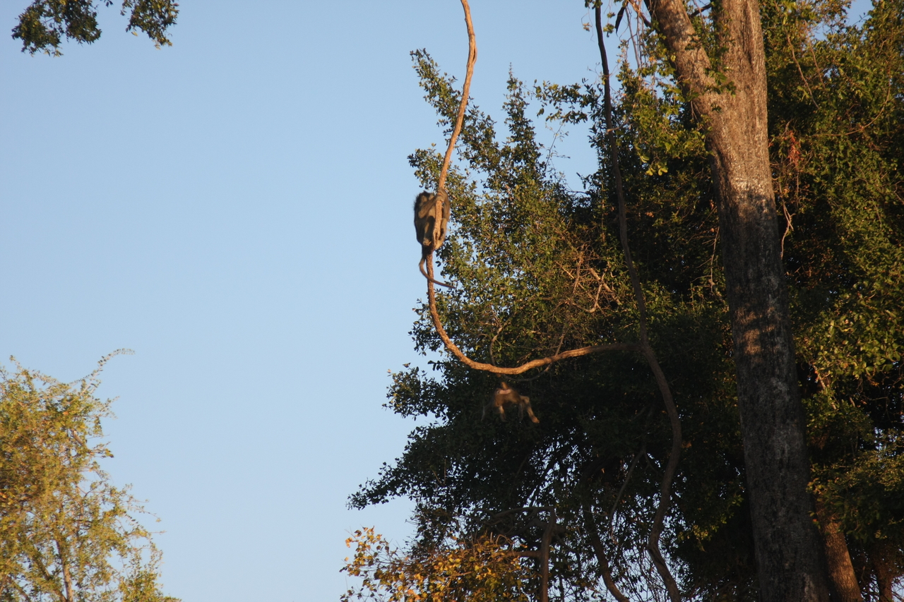 [33608] 2016_07_04_11_16_32_Africa_Canon_EOS_40D_IMG__00145.jpg