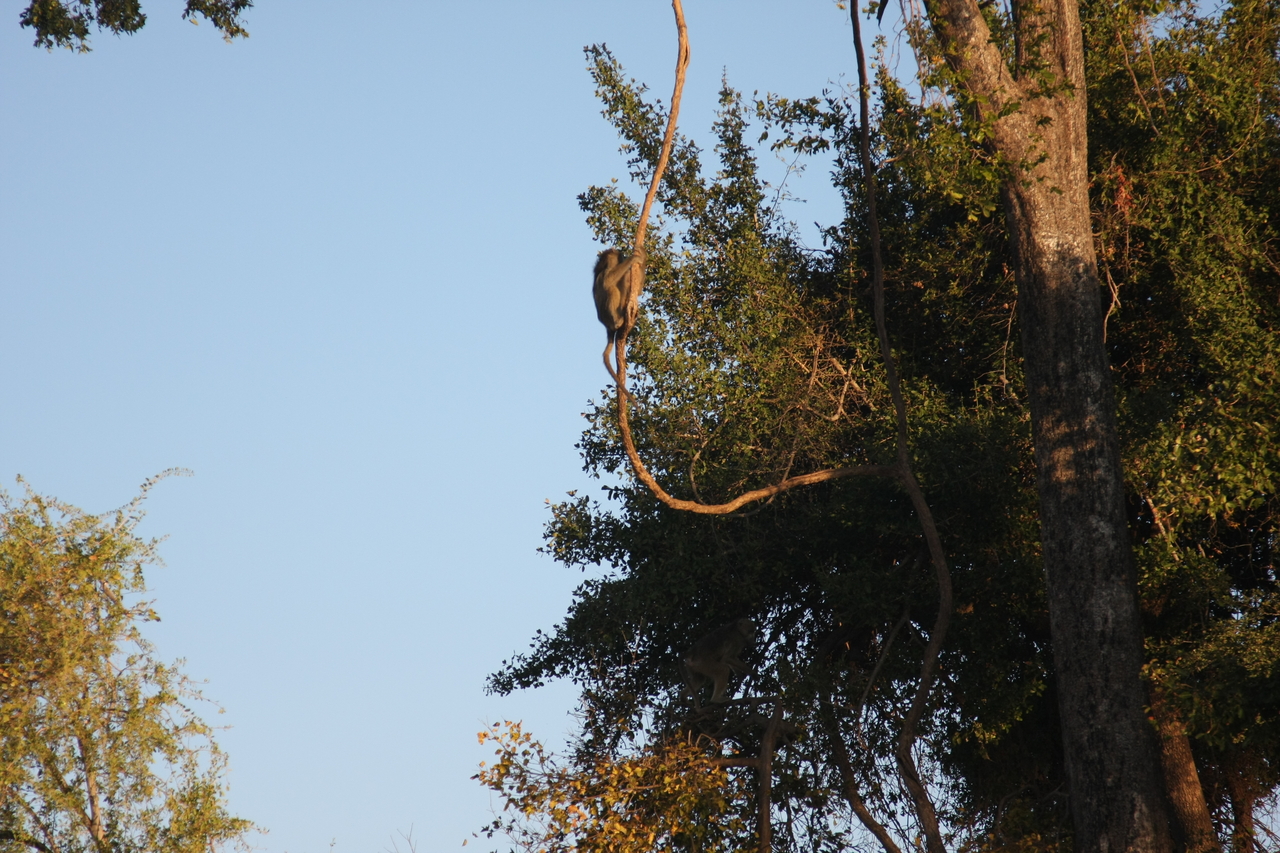 [33616] 2016_07_04_11_16_32_Africa_Canon_EOS_40D_IMG__13230.jpg