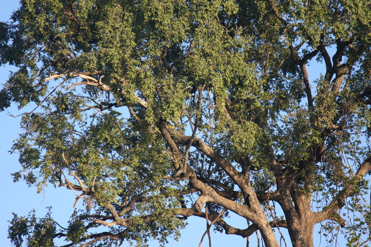 [33666] 2016_07_04_11_16_48_Africa_Canon_EOS_40D_IMG__00167.jpg