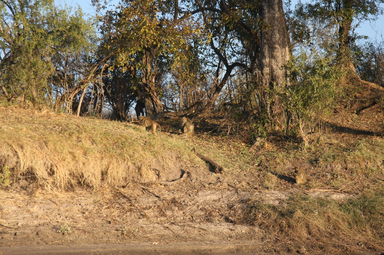 [33677] 2016_07_04_11_16_58_Africa_Canon_EOS_40D_IMG__13250.jpg