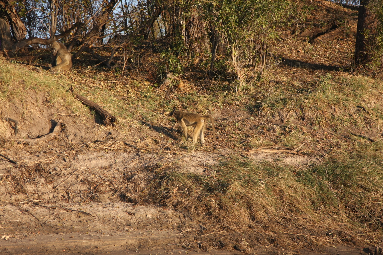[33683] 2016_07_04_11_17_16_Africa_Canon_EOS_40D_IMG__05808.jpg
