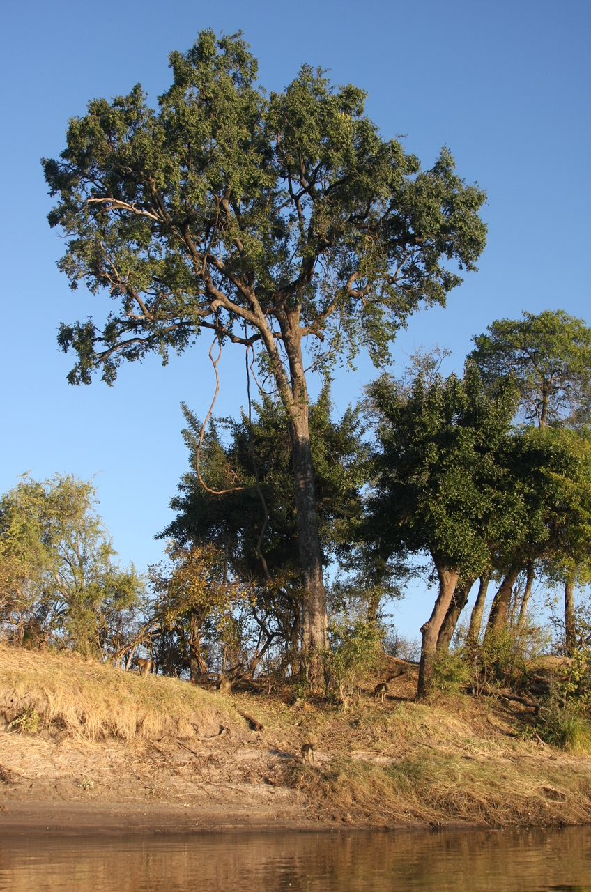 [33703] 2016_07_04_11_17_31_Africa_Canon_EOS_40D_IMG__05814.jpg