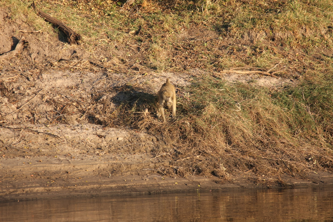 [33712] 2016_07_04_11_17_40_Africa_Canon_EOS_40D_IMG__13265.jpg