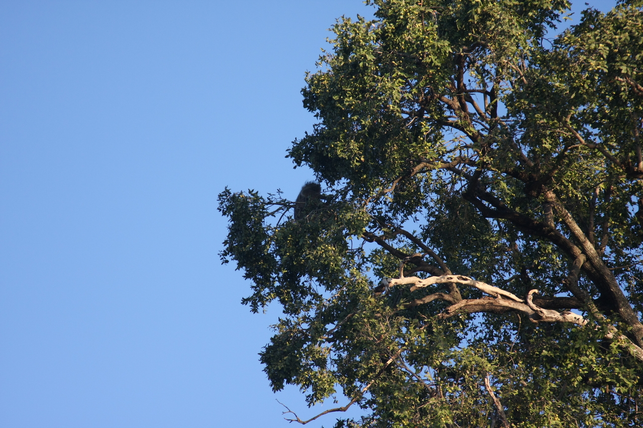 [33727] 2016_07_04_11_18_19_Africa_Canon_EOS_40D_IMG__13270.jpg